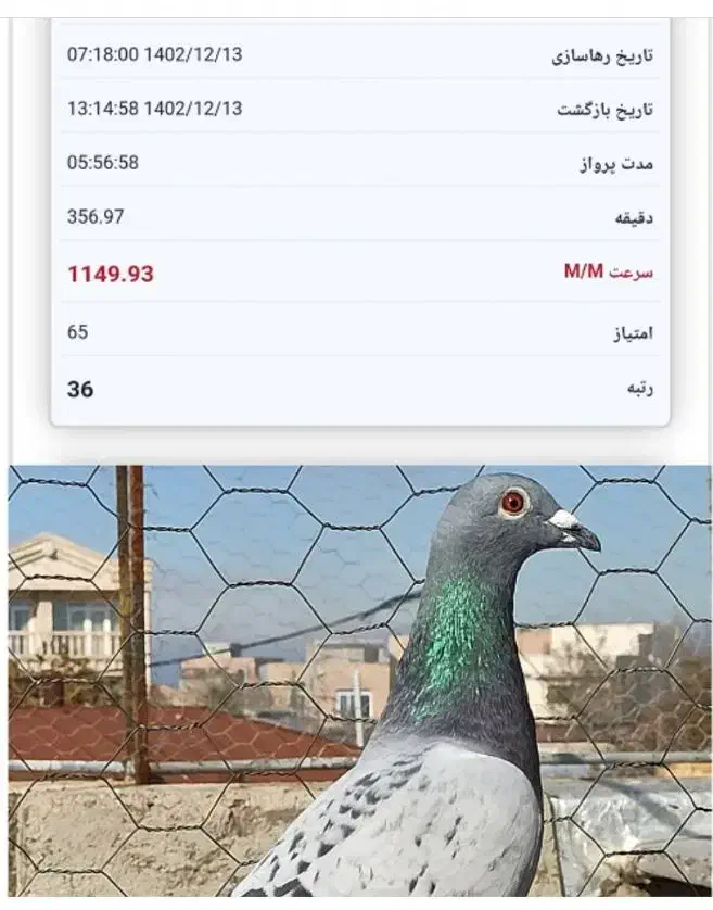 کبوترماده زرهی مسافتی|پرنده|سلیمان, |دیوار