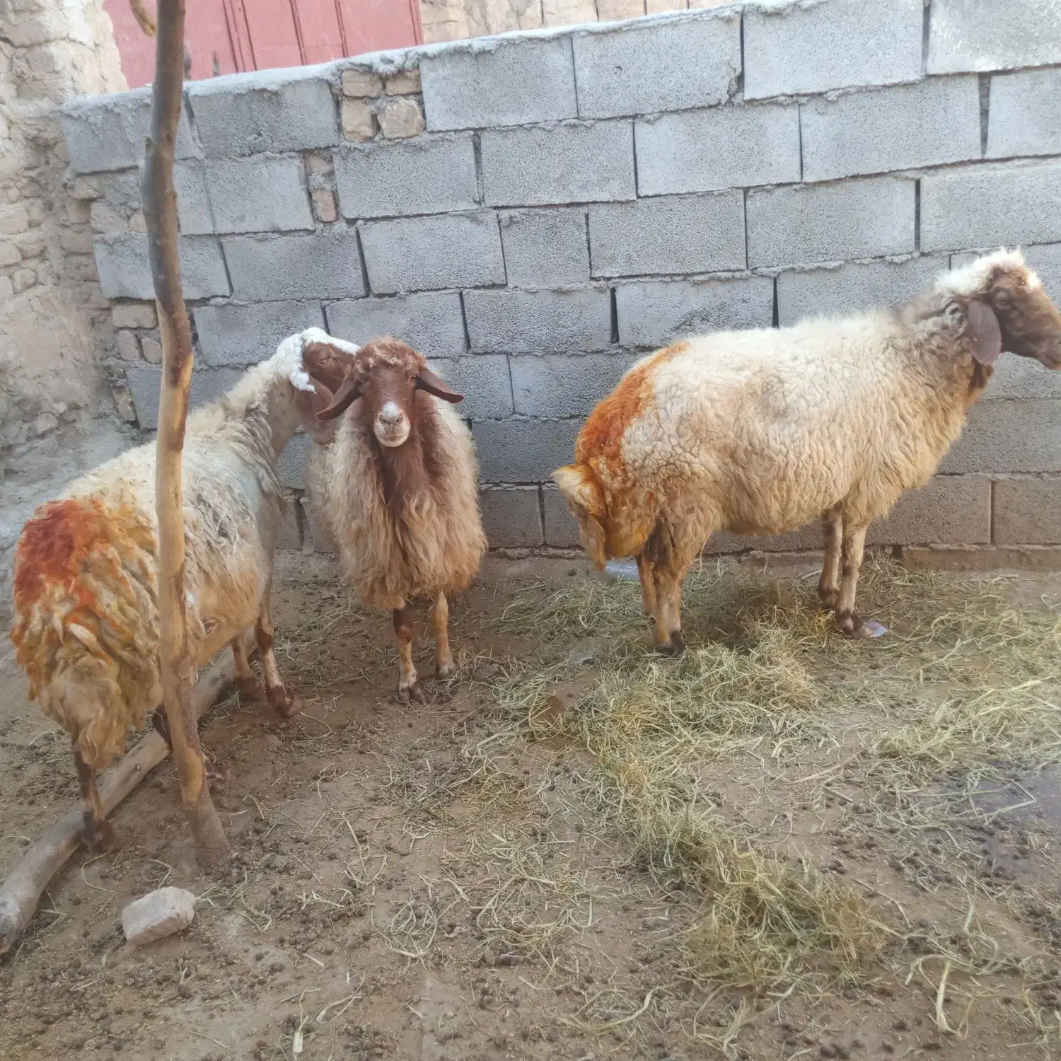 فروش چهار راس گوسفند ابستن|حیوانات مزرعه|کوهنانی, |دیوار