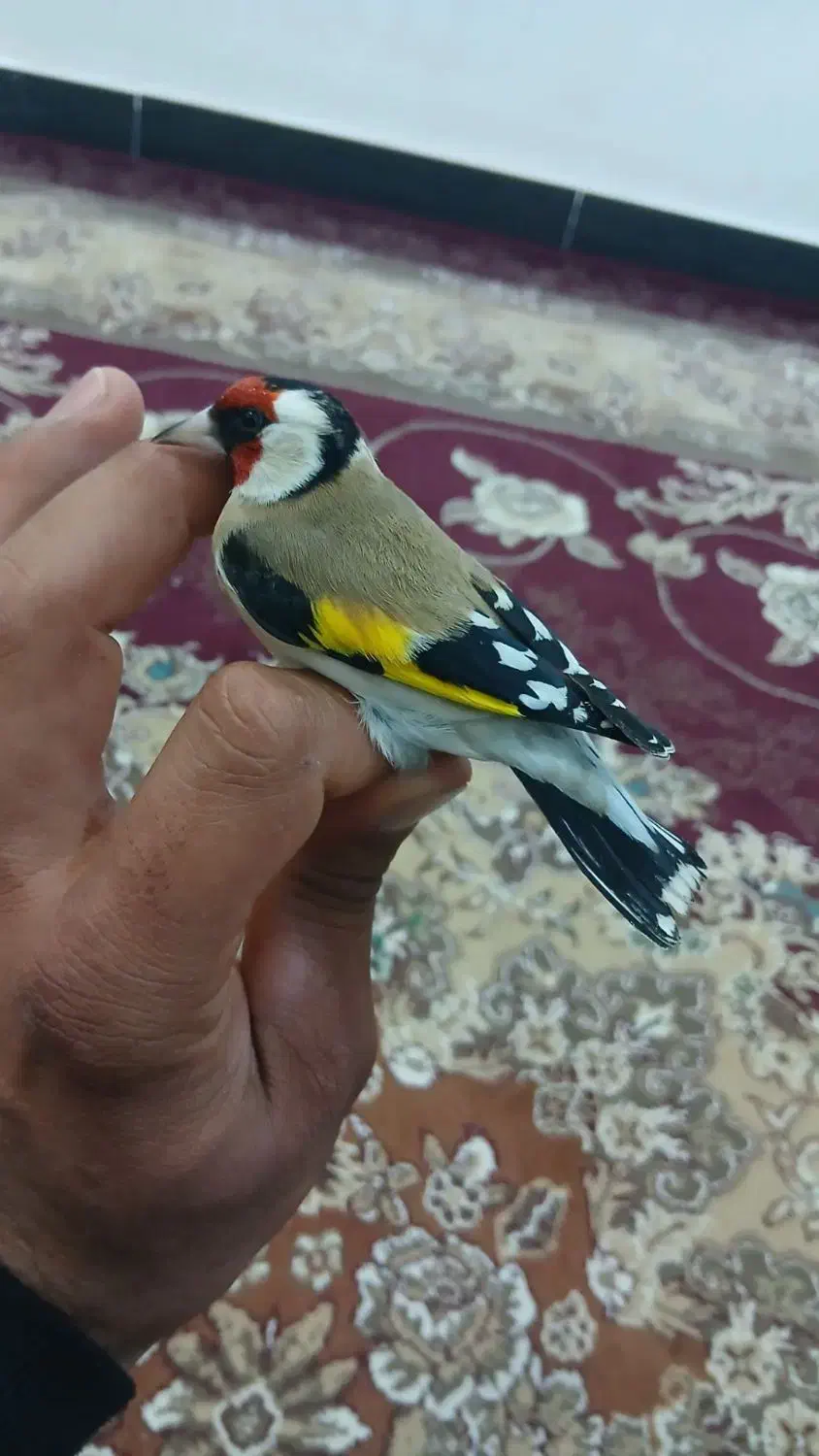 سهره نر|پرنده|ایذه, |دیوار