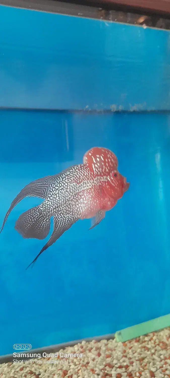 فلاور هورن تایلندی|ماهی|قزوین, |دیوار