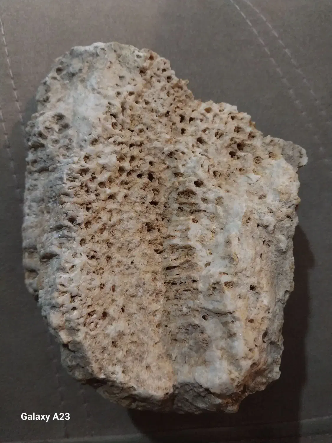 فسیل|کلکسیون اشیاء عتیقه|ارومیه, |دیوار