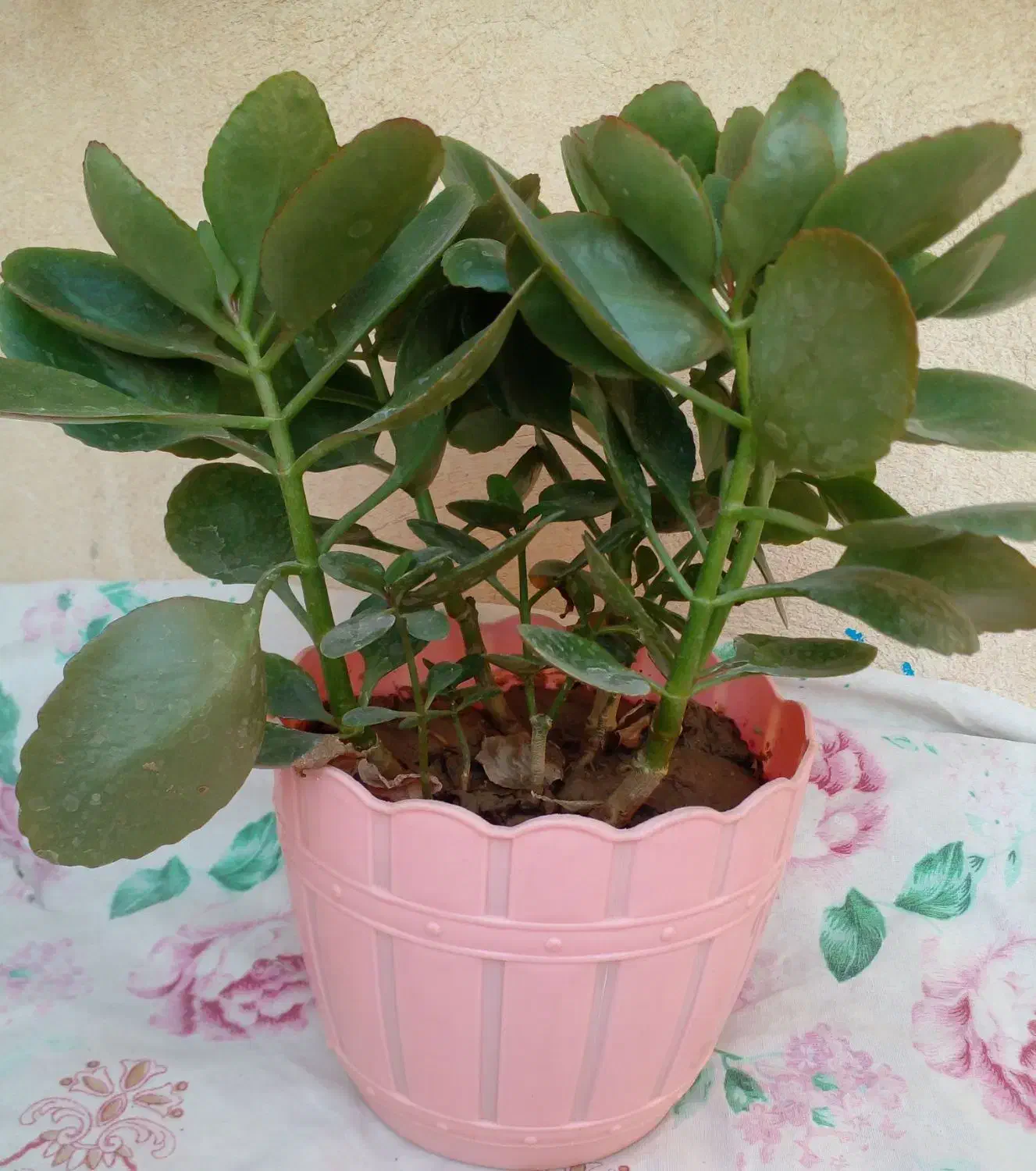 فروش تعدادی گل|گل و گیاه طبیعی|شیراز, شیخ علی چوپان|دیوار