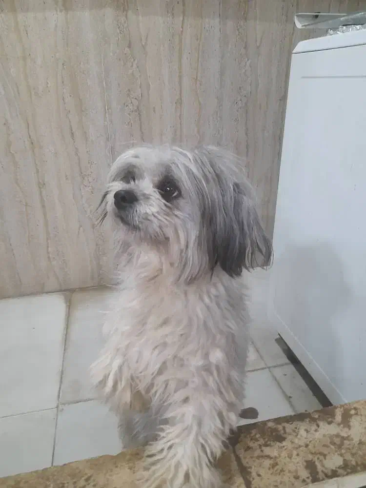 سگ گمشده|حیوانات|سهند, |دیوار