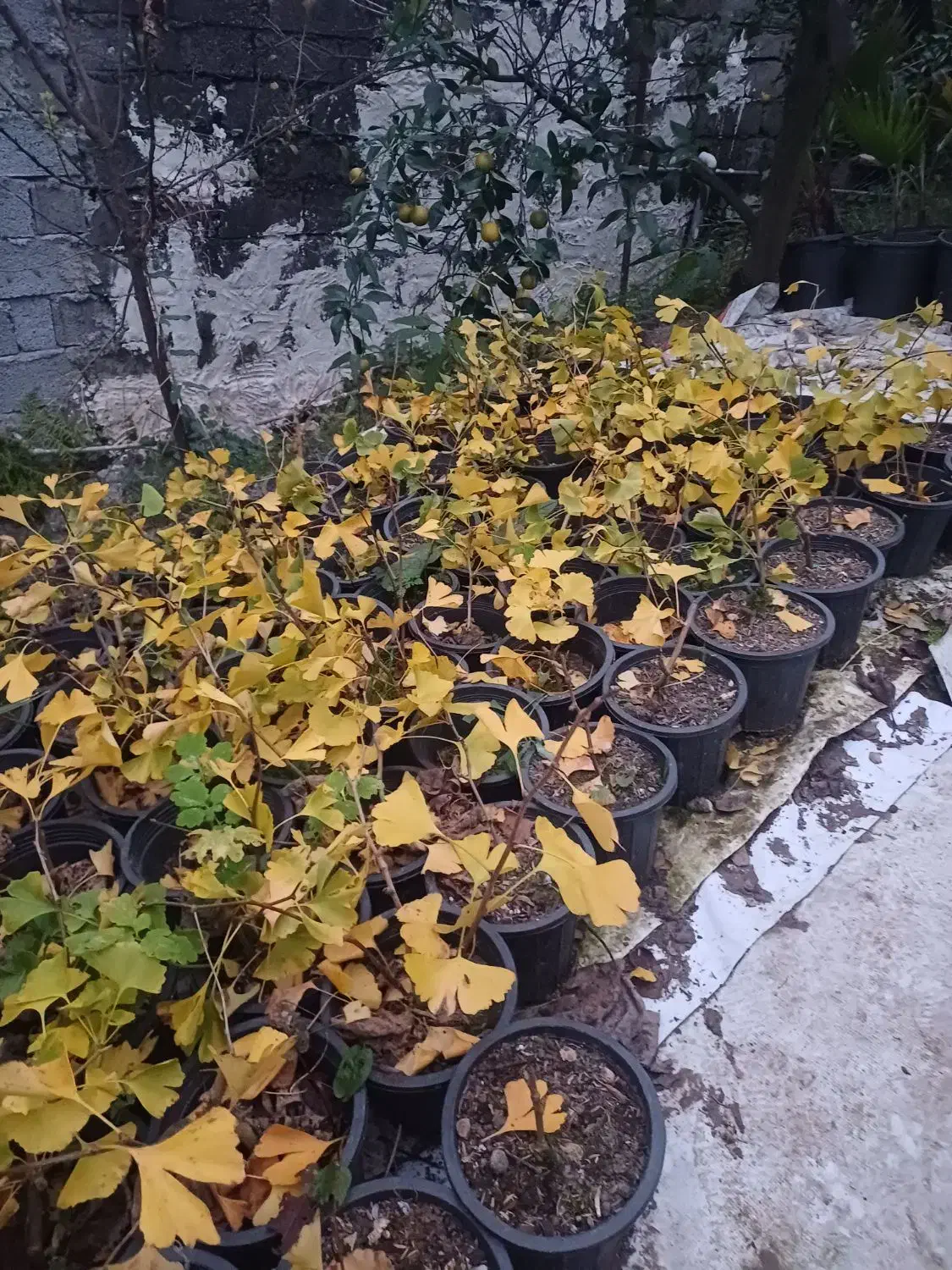 ژینگو سطل ۳|خدمات باغبانی و درختکاری|رودسر, |دیوار