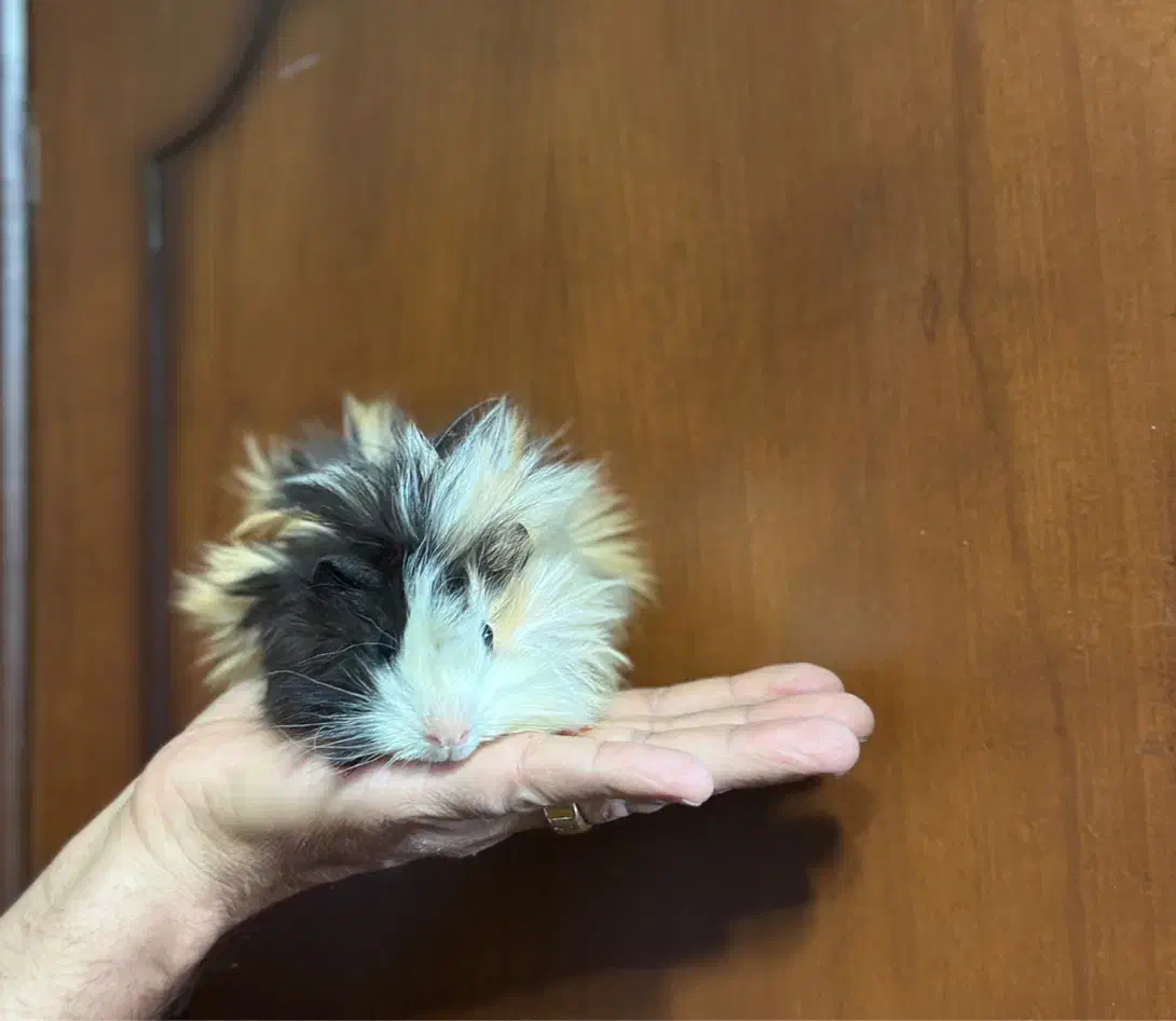 خوکچه هندی نژاد فشن|موش و خرگوش|تهران, یوسف‌آباد|دیوار