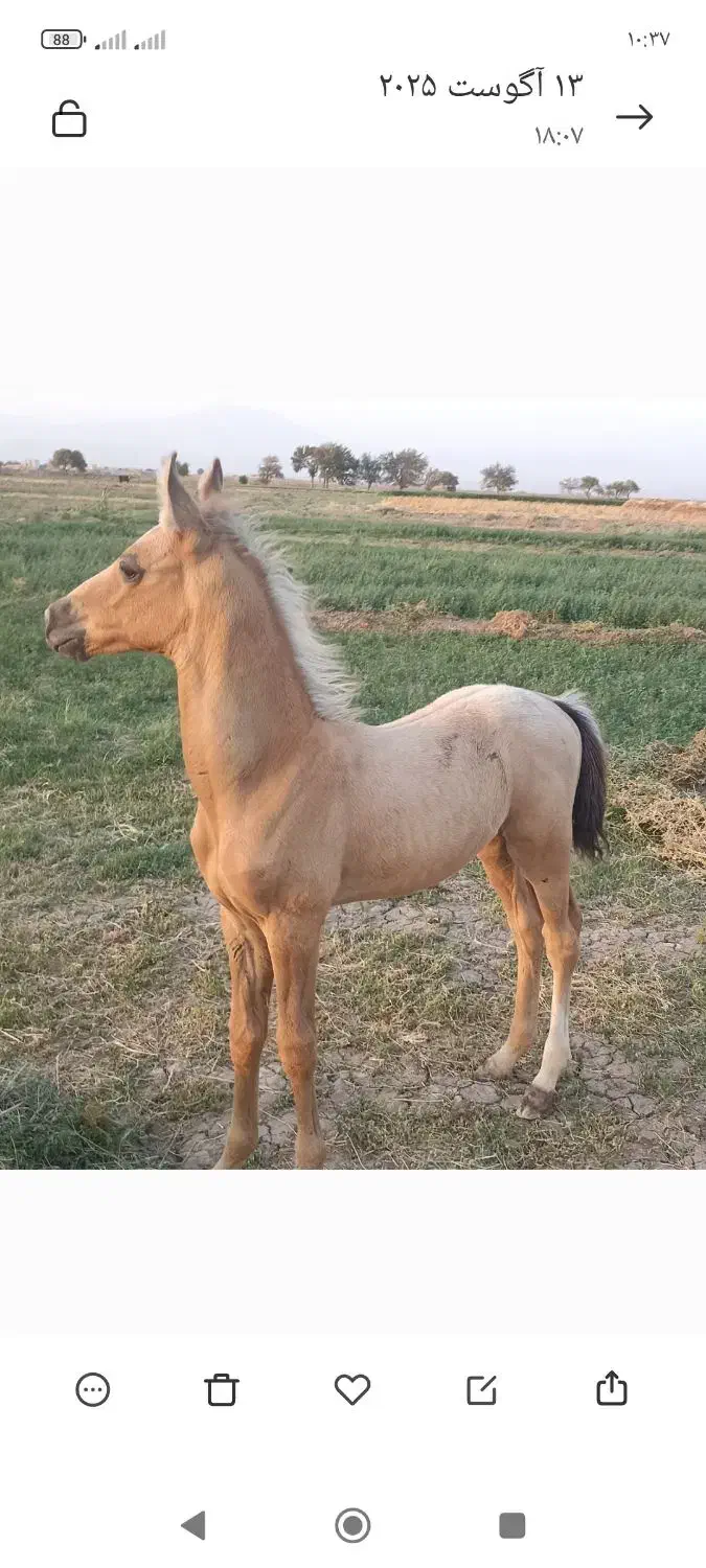 کره عرب خوش استیل و خوش رنگ|اسب و تجهیزات اسب‌سواری|داورزن, |دیوار