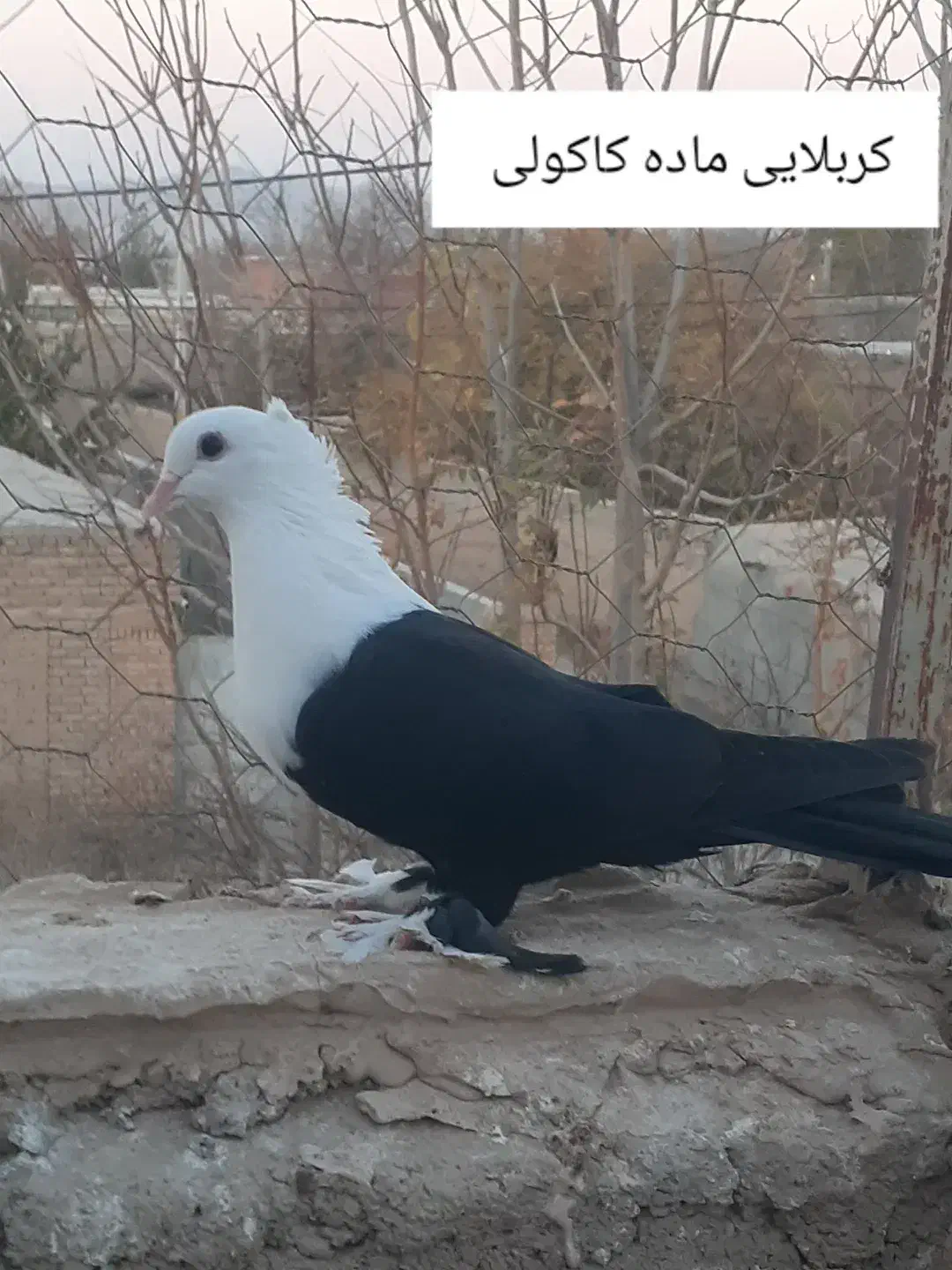 چنتا کبوتر مقبول|پرنده|بجنورد, |دیوار