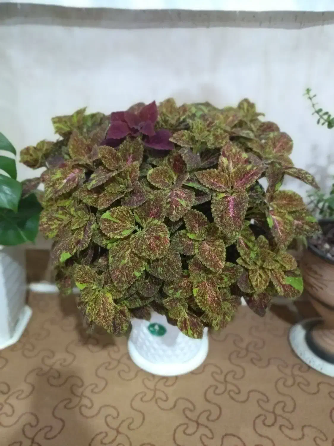 گل وگلدان|گل و گیاه طبیعی|بانه, |دیوار