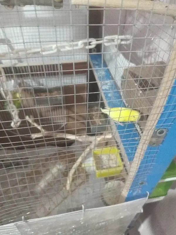 فروشی|پرنده|تهران, شهرک خرازی|دیوار