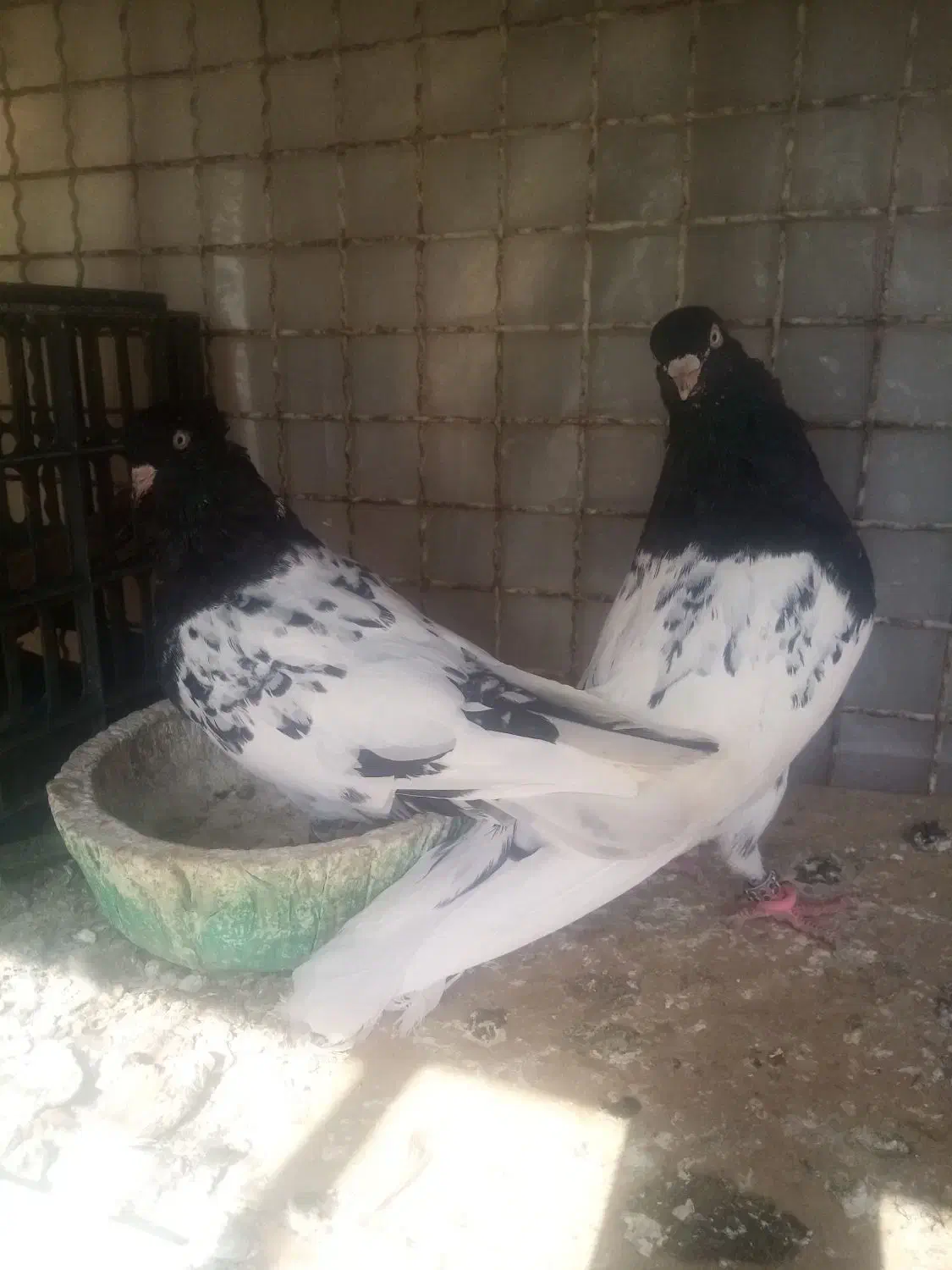 کله سیاه|پرنده|مسجد سلیمان, |دیوار