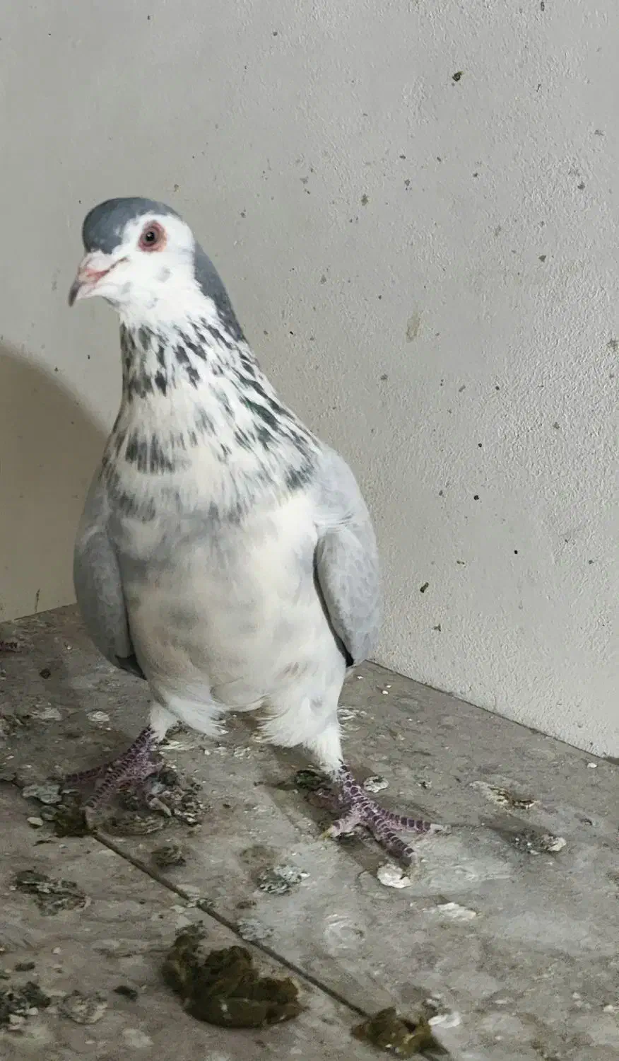 دمگیر|حیوانات|اصفهان, کوهانستان|دیوار