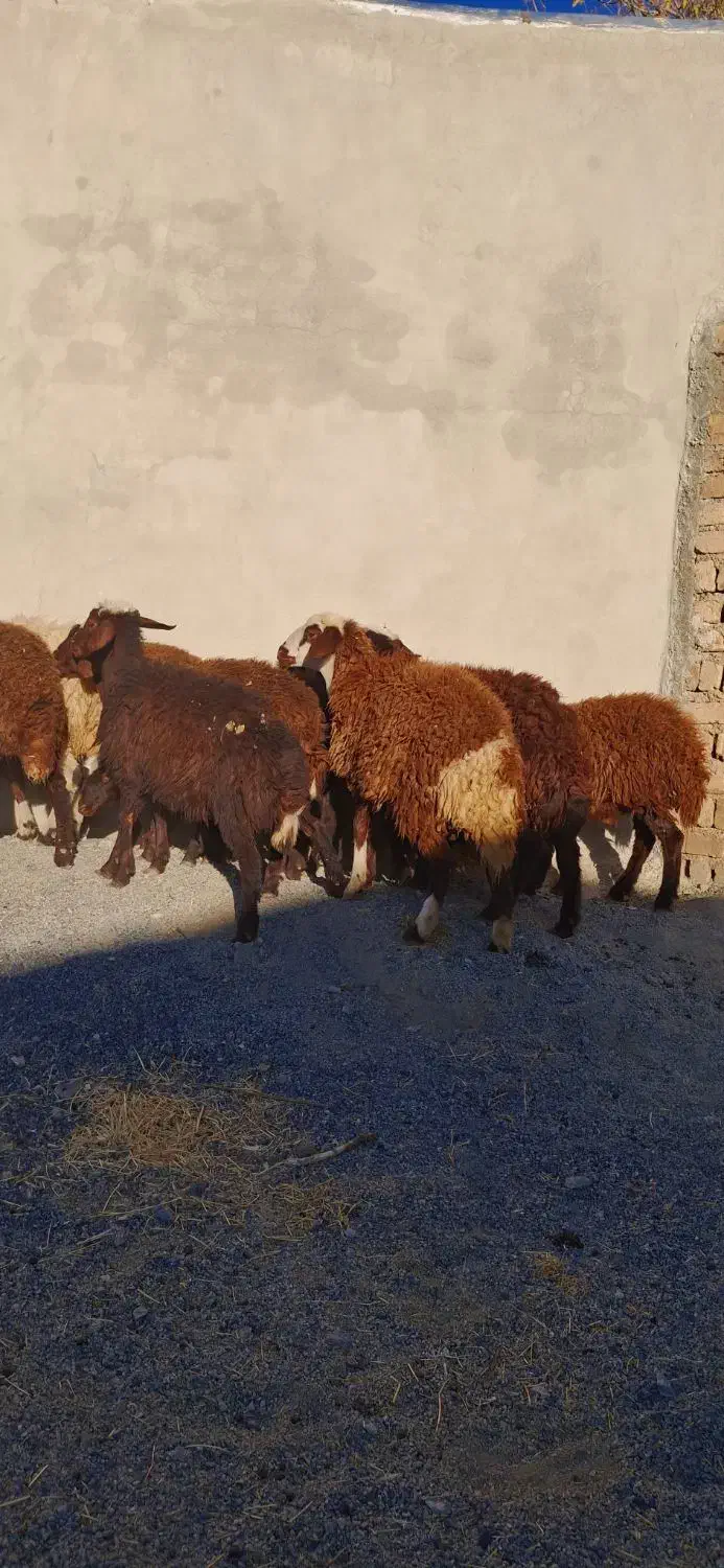 بره ماده جنس|حیوانات مزرعه|شازند, |دیوار