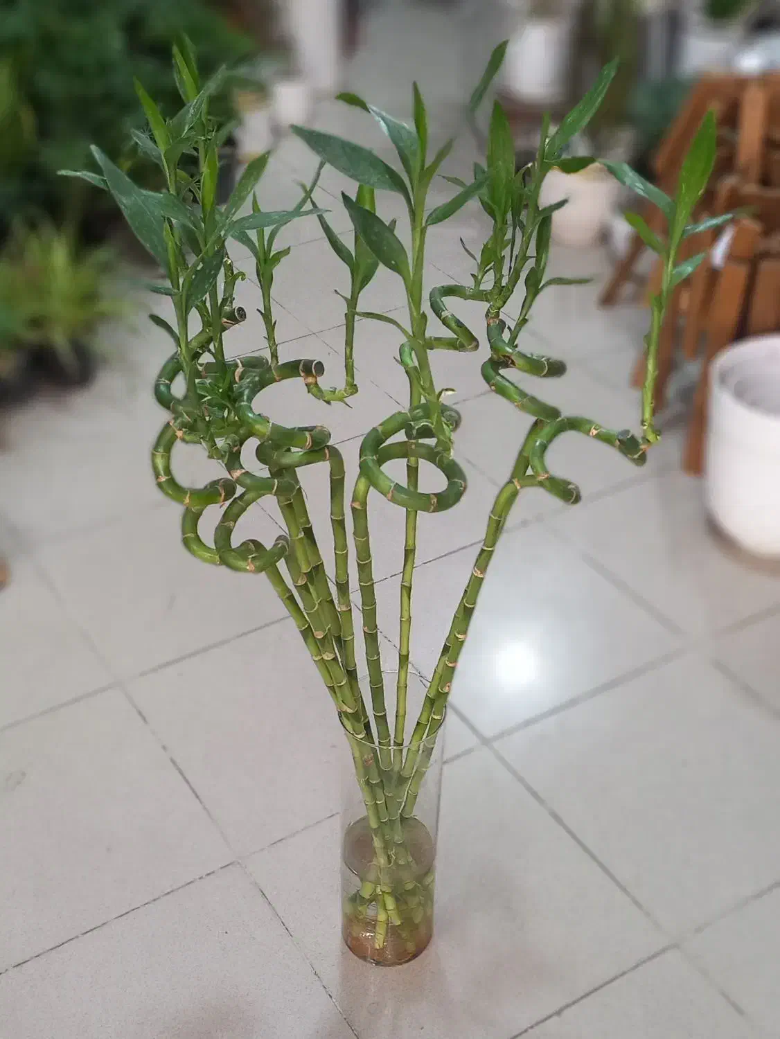 گل بامبو|گل و گیاه طبیعی|کاشان, بهشتی|دیوار