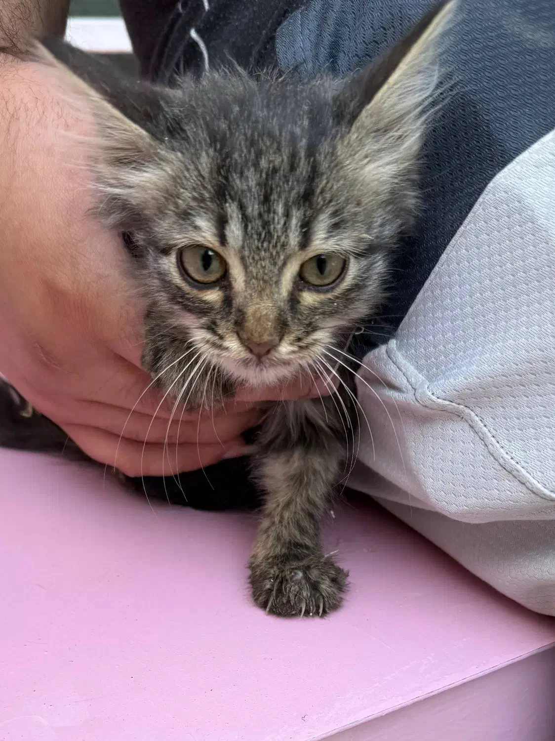 واگذاری گربه|گربه|داراب, |دیوار