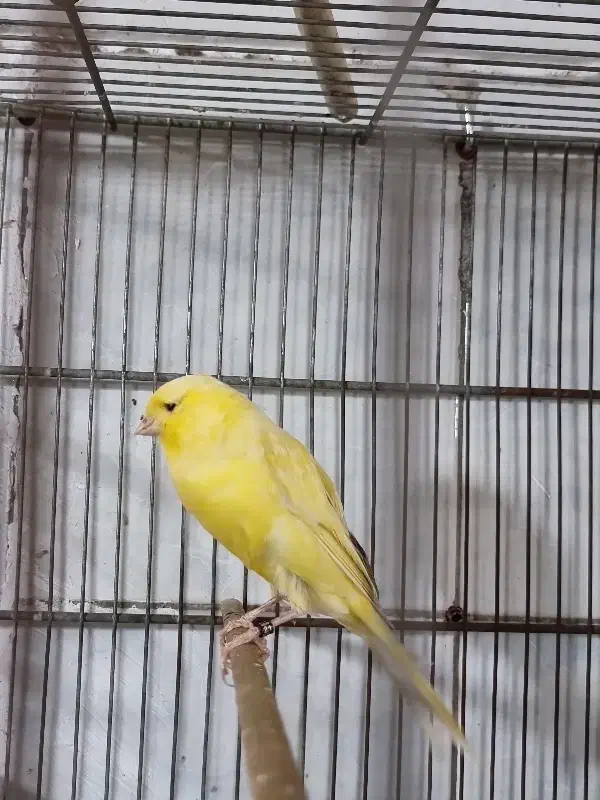 قناری. رسمی بلند|پرنده|تهران, جوادیه|دیوار