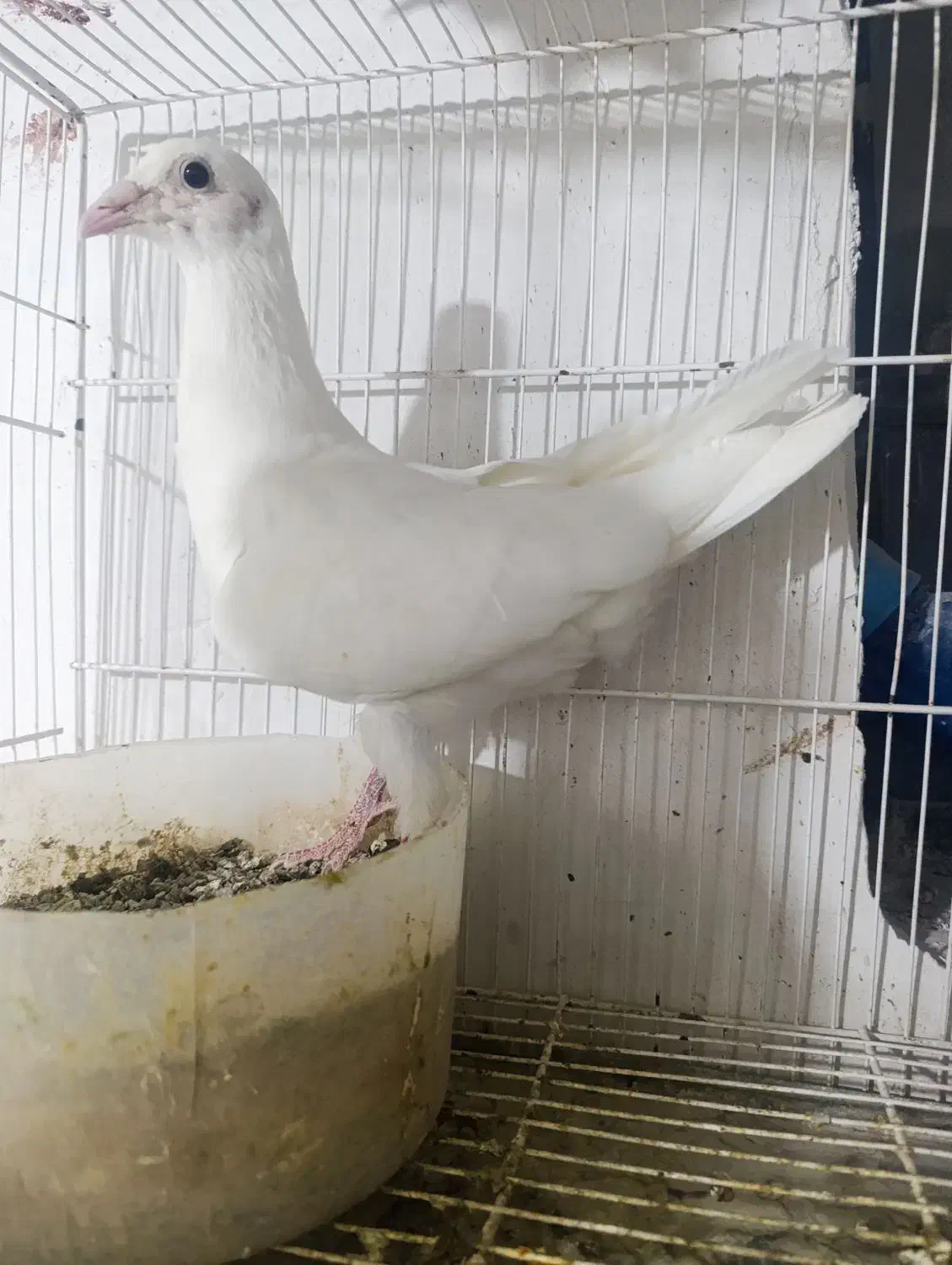 کبوتر قلدور|پرنده|شیروان (خراسان), |دیوار