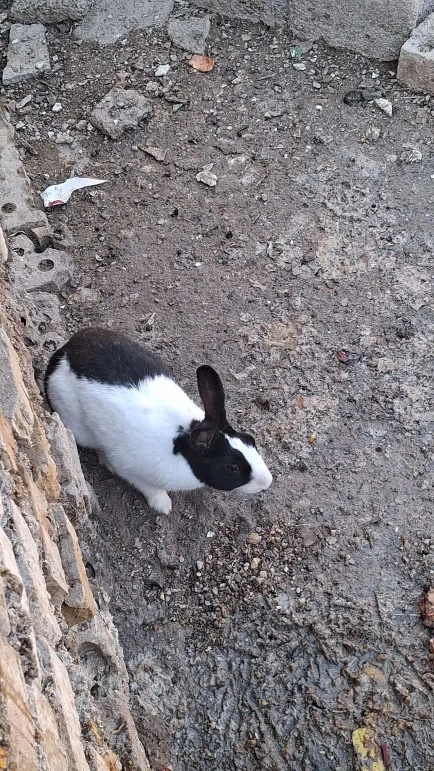 خرگوش با قیمت مناسب|موش و خرگوش|خرمشهر, |دیوار