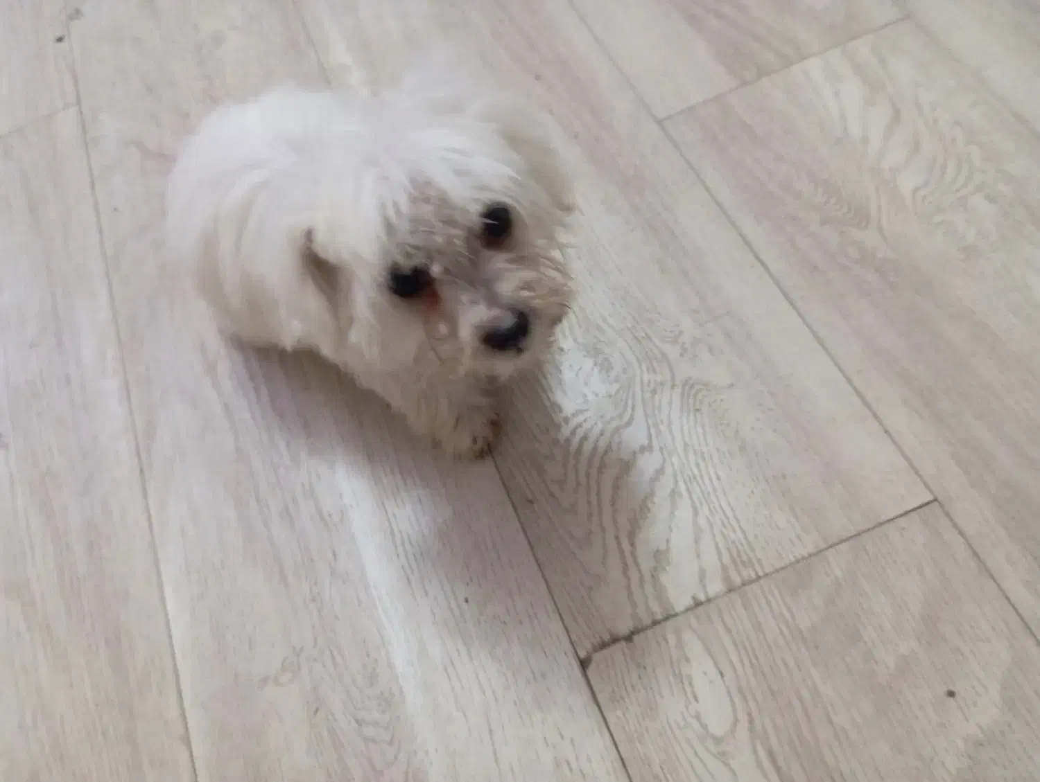 سگ پامرا|سگ|خرم‌آباد, |دیوار