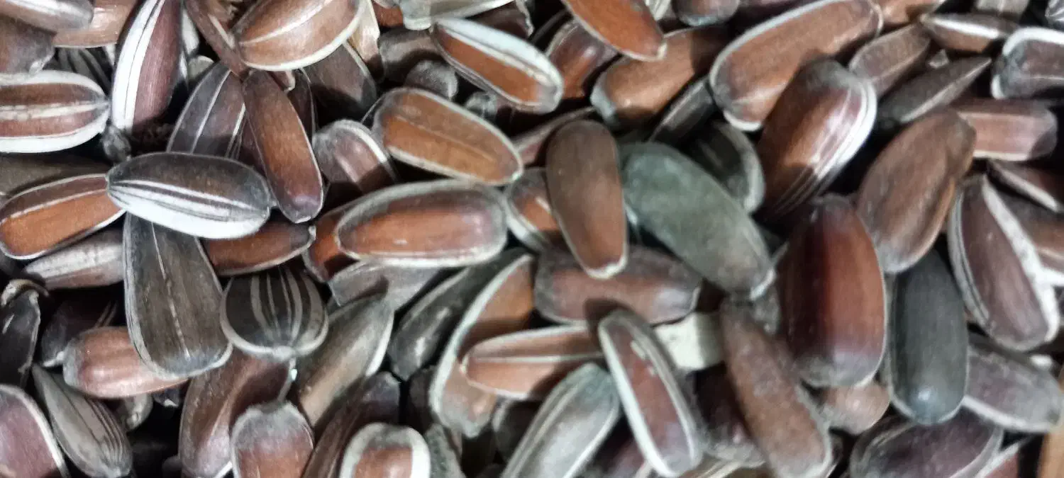 تخمه افتاب گردان|حراج|کدکن, |دیوار