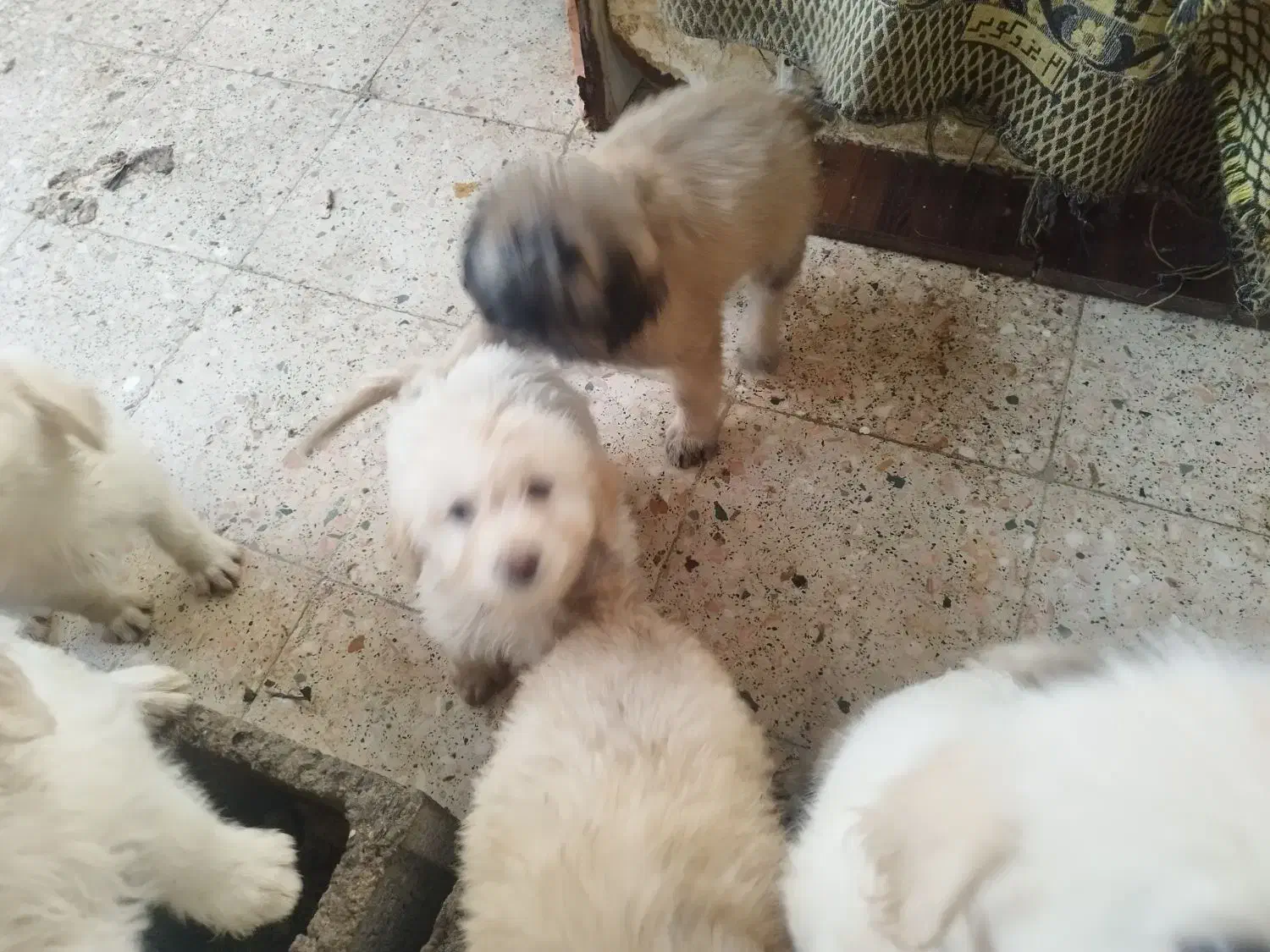 خانواده|سگ|رویان, |دیوار