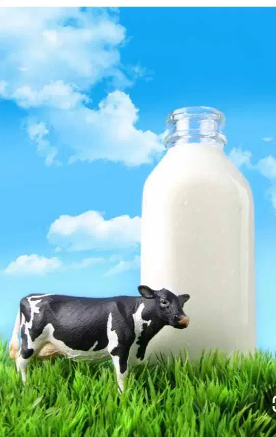 شیر پر چرب محلی|خوردنی و آشامیدنی|جوانرود, |دیوار