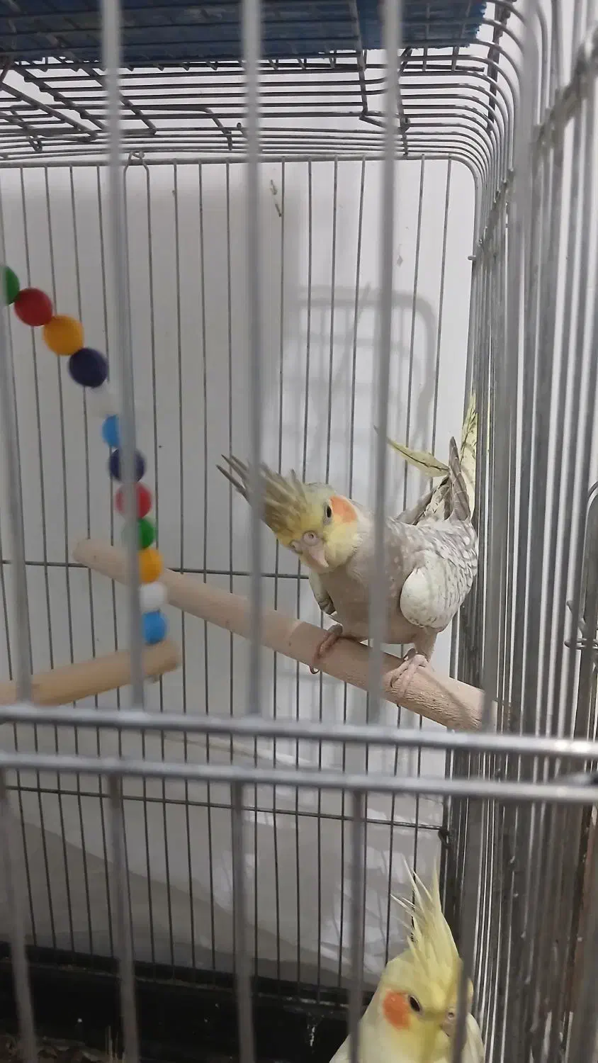 طوطی عروس هلندی|پرنده|الوند, |دیوار