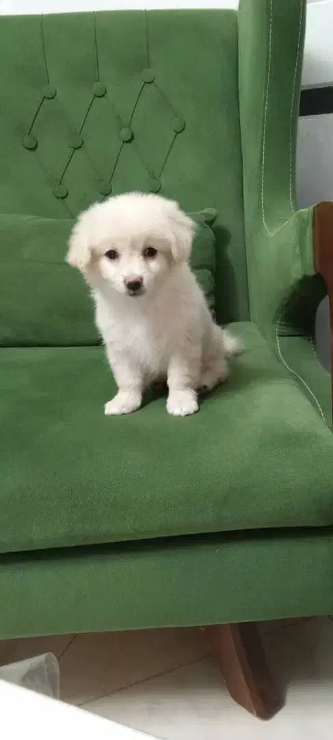 سگ پامراشپیتز|سگ|نیریز, |دیوار