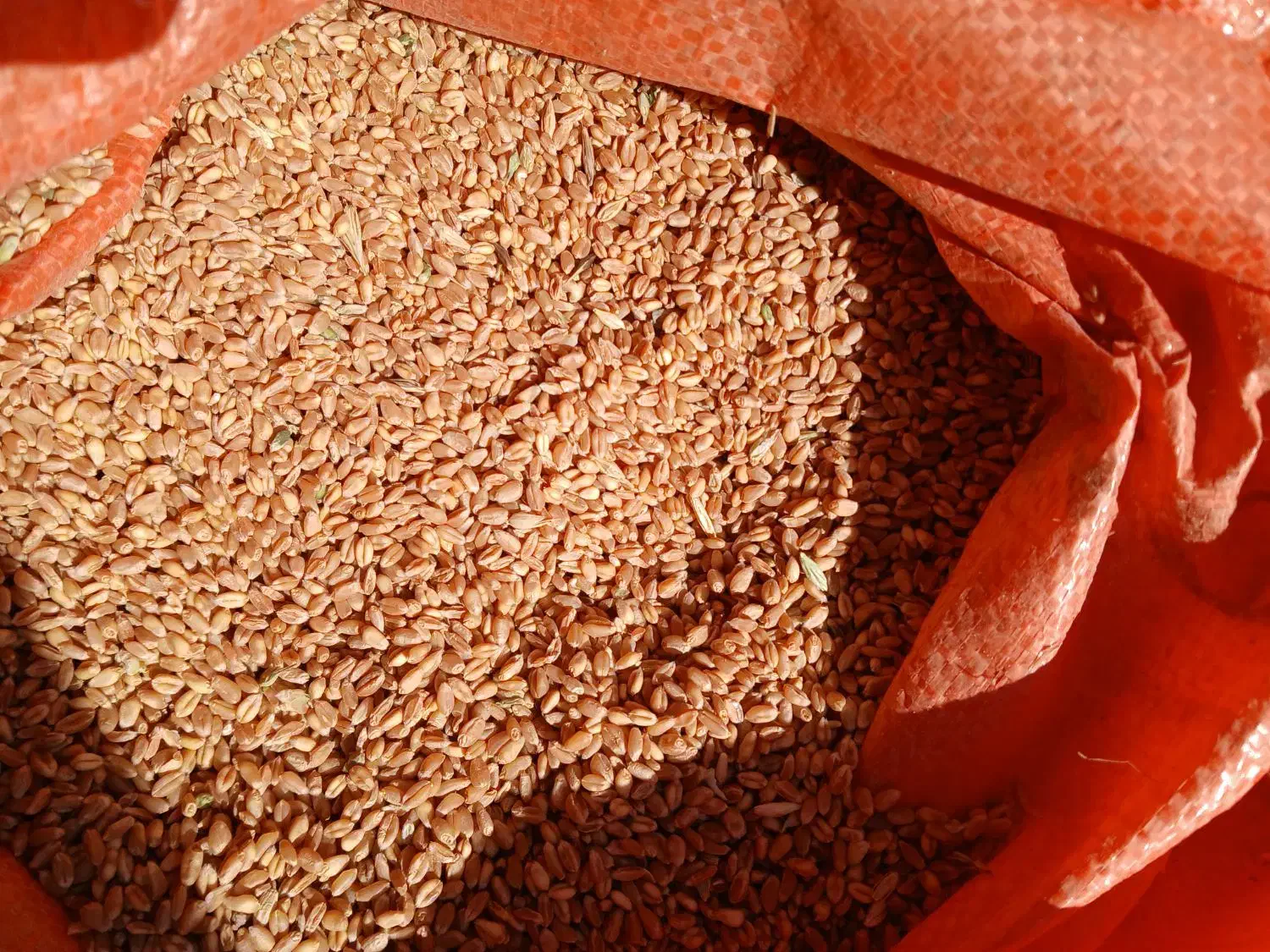 گندم بذری|خدمات باغبانی و درختکاری|بروجرد, |دیوار