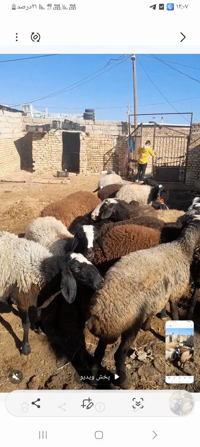 ۱۰رس میش شیشک|حیوانات مزرعه|اسفرورین, |دیوار