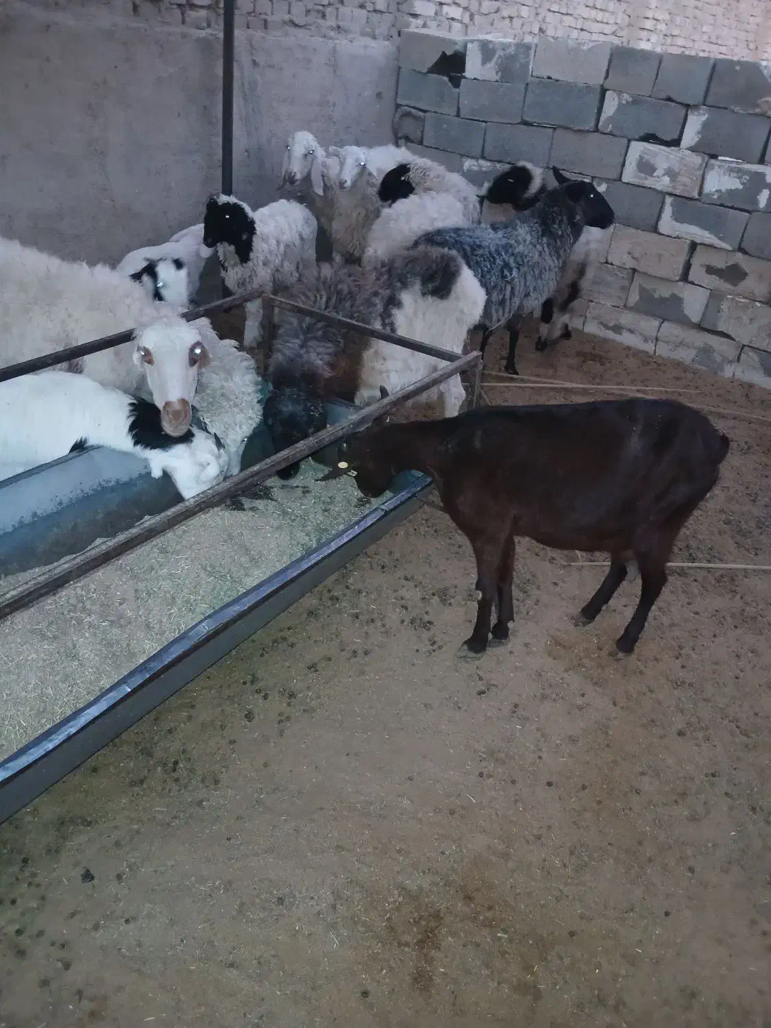 فروش دو راس بز مورسیا از شرکت فهرج جفتی ۳۸ تومن|حیوانات مزرعه|بافق, |دیوار