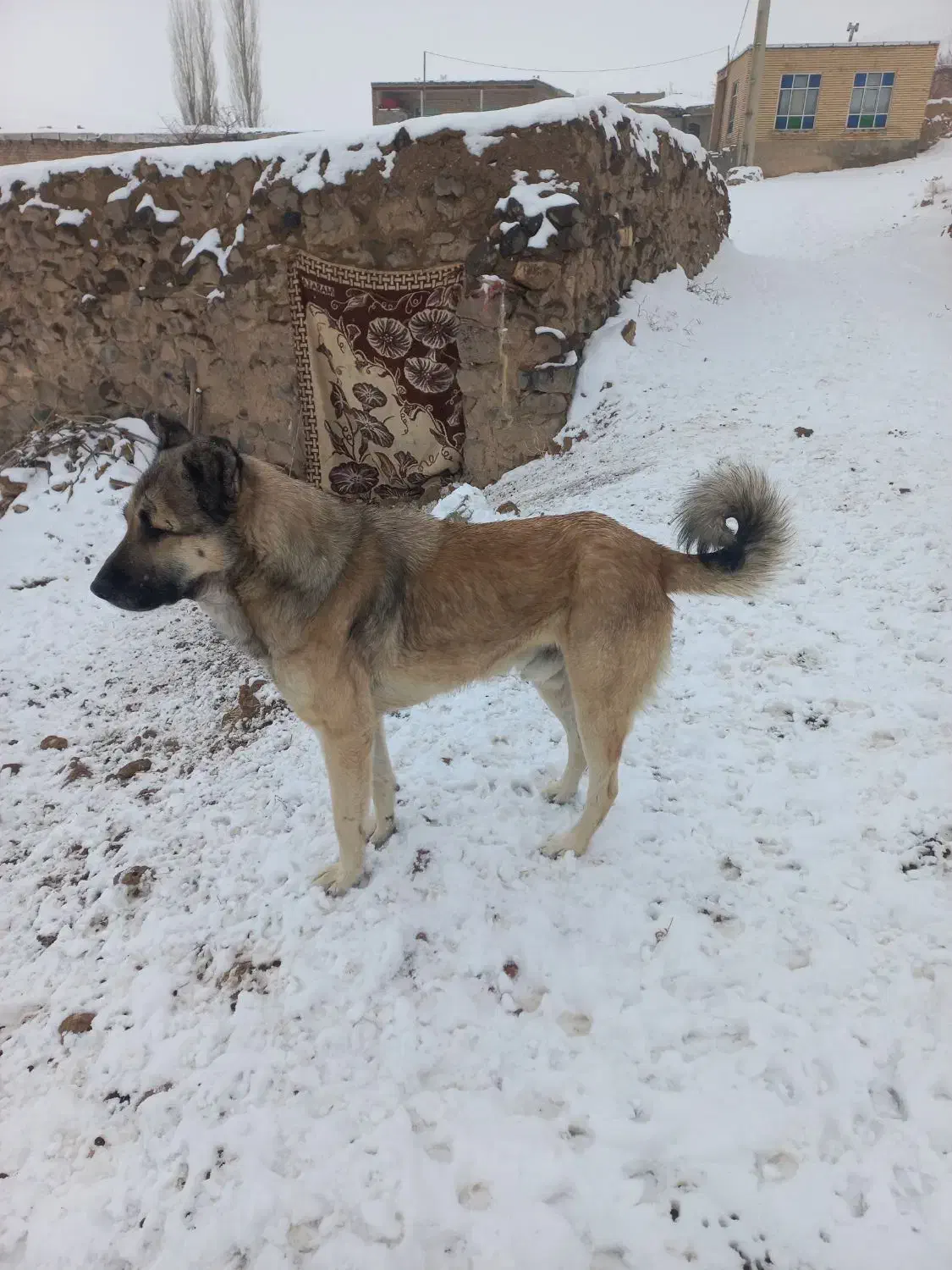 سگ عراقی|سگ|سلماس, |دیوار