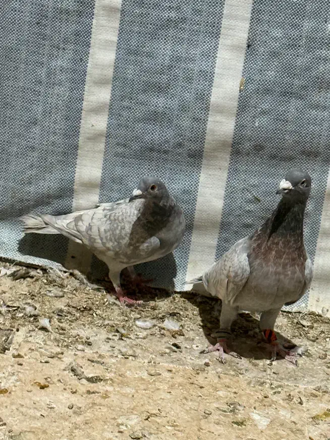 کفتر طاوسی الماسی کاکل میولمنز پشتی دمسفید|پرنده|شیراز, پودنک|دیوار