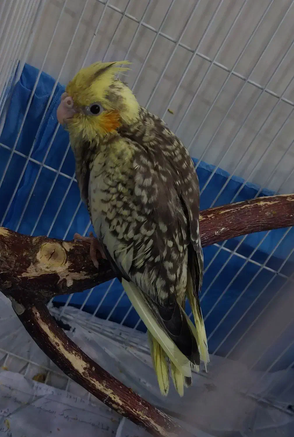 عروس هلندی سرلاکی|پرنده|تهران, علم و صنعت|دیوار