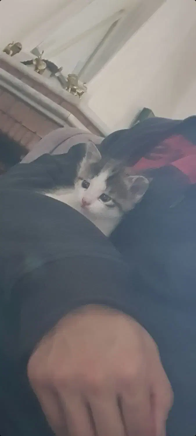 گربه ۲ و نیم ماهه|گربه|زنجان, |دیوار