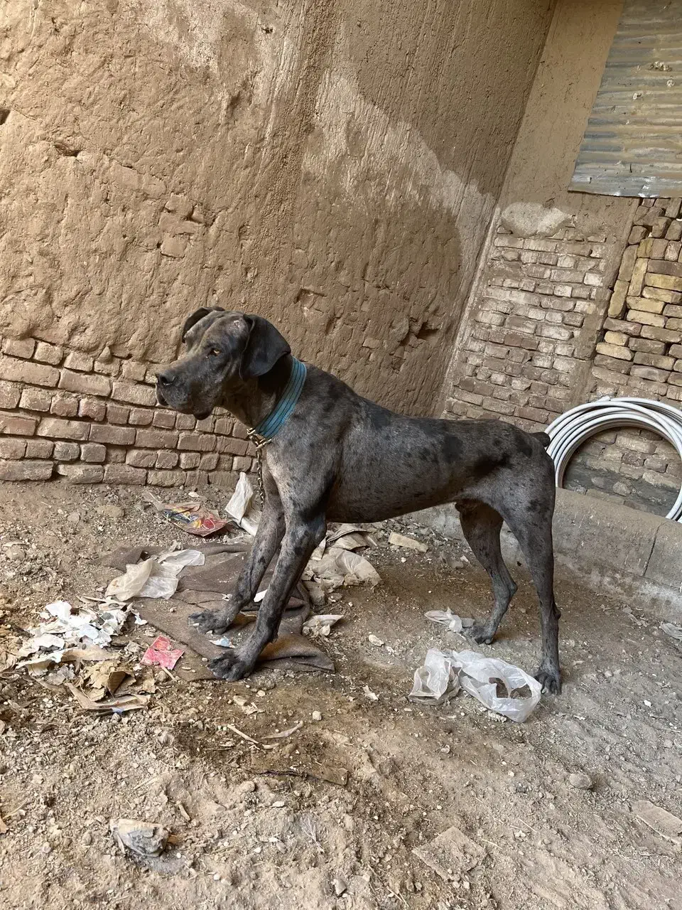 گریدین9ماهه شناسنامه دارواکسن خورده|سگ|بردسکن, |دیوار