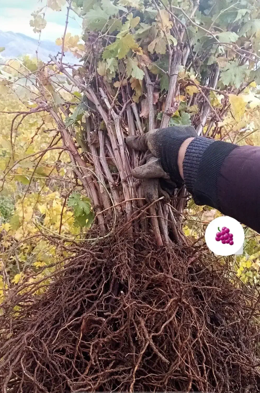 نهال انگور سردشت دیم|خدمات باغبانی و درختکاری|کرمان, |دیوار