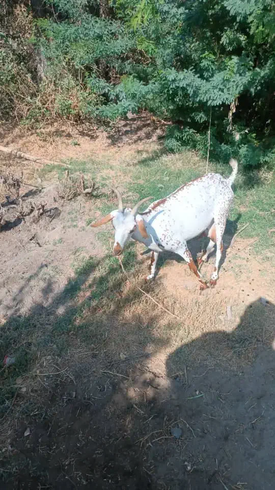 فروش بز|حیوانات مزرعه|رودان, |دیوار