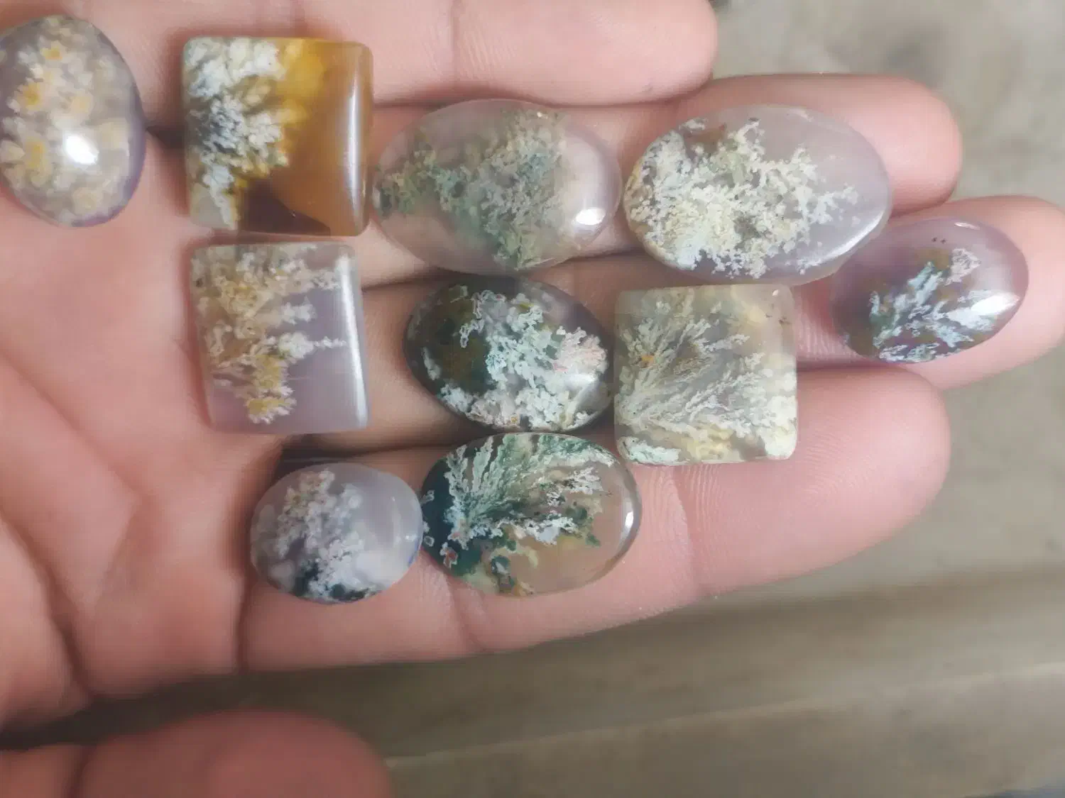 ۵۰عدد شجر پاییزه و بهاره و هفترنگ|جواهرات|شیراز, شهرک بهار|دیوار