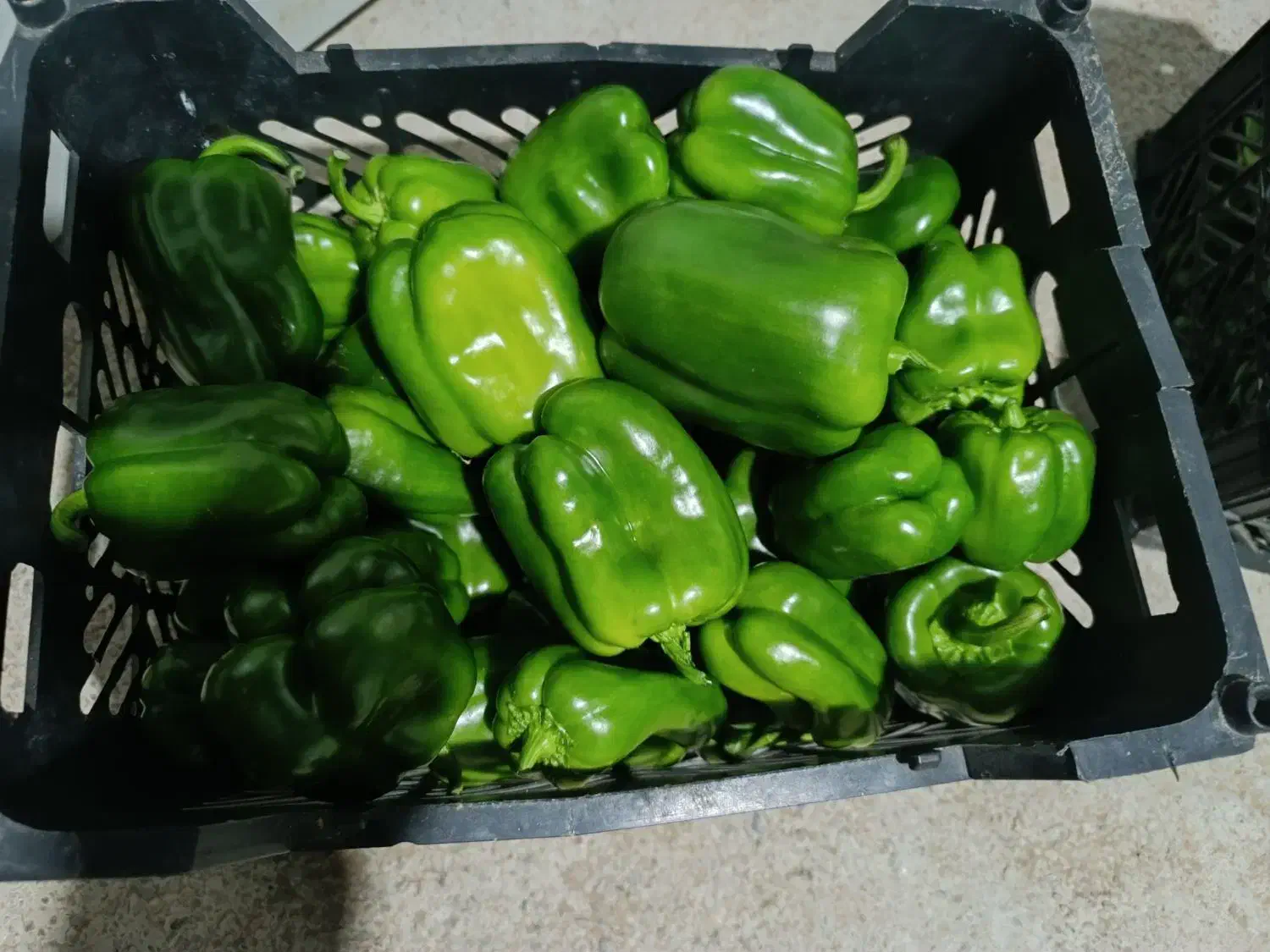 فلفل دلمه|خوردنی و آشامیدنی|بهمن صغاد, |دیوار