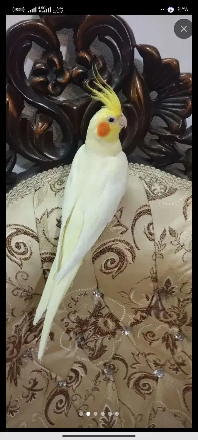 عروس هلندی ماده|پرنده|زنجان, |دیوار