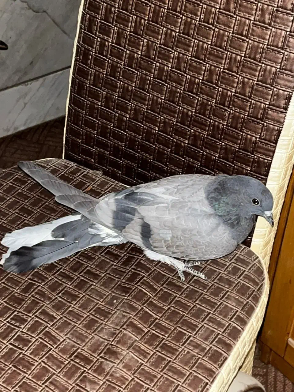 کبوتر پلاکی ، مفلق اصفهانی|پرنده|نجف‌آباد, جعفرآباد|دیوار