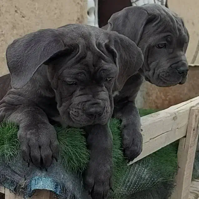 توله کنکورسو ماده کن کورسو رزرو با کیفیت استثنایی|سگ|صفادشت, |دیوار