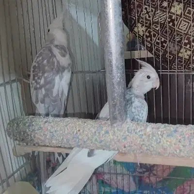 عروس سفید کت توسی|پرنده|قم, زند آباد|دیوار