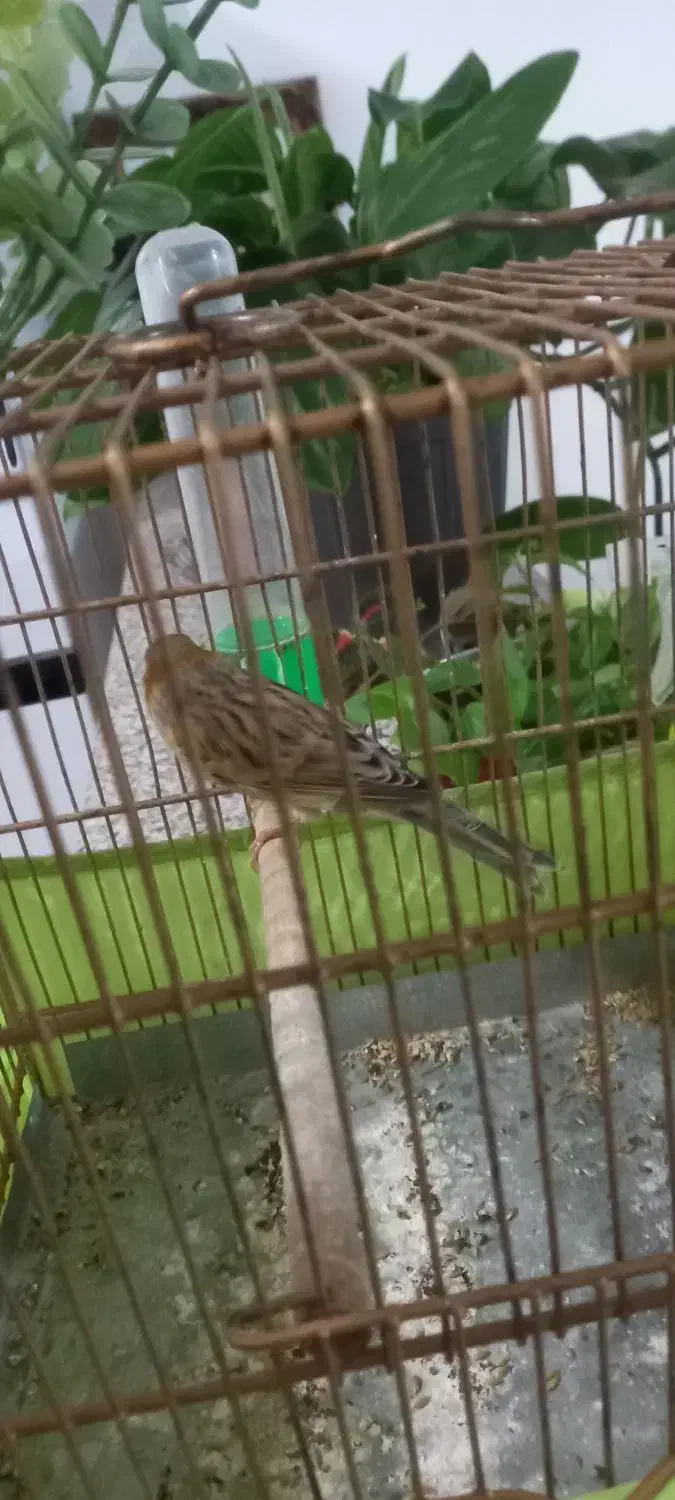 قناری مست شلاقی|پرنده|قیدار, |دیوار