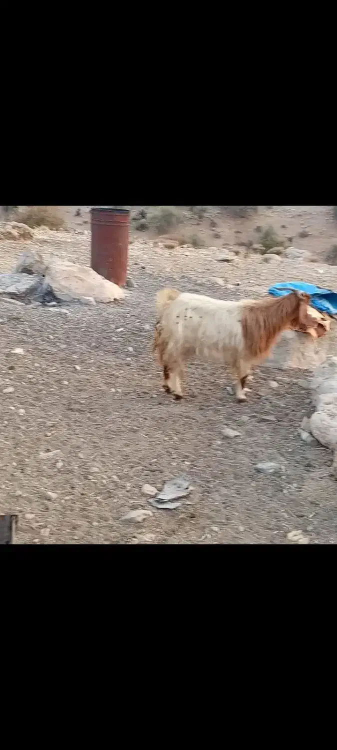 ۱۳عدد دوبر دقولو زا ...توافقی|حیوانات مزرعه|سیدان, |دیوار