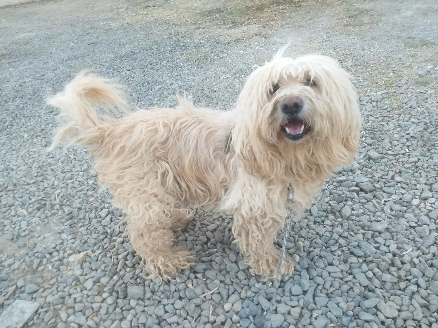 سگ پشمالو|سگ|بهار, |دیوار