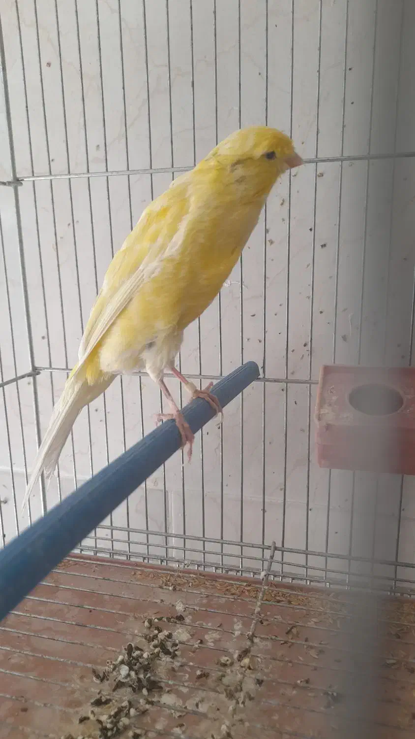 فروش قناری|پرنده|فولادشهر, مسکن مهر فولادشهر|دیوار