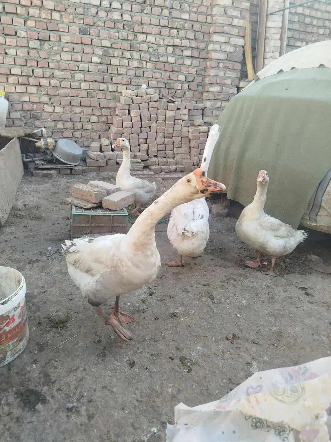 قوغاز|حیوانات مزرعه|زابل, |دیوار