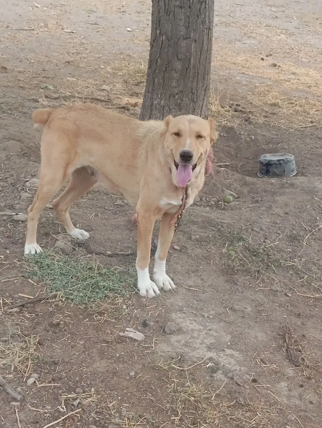 سگ ماده فروشی|سگ|قره ضیاالدین, |دیوار