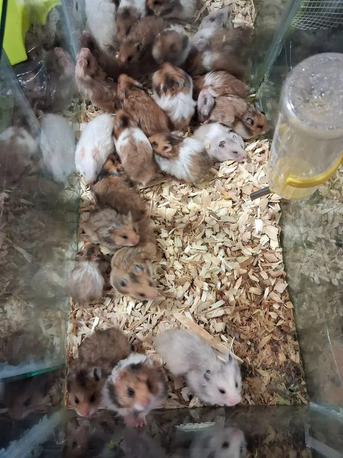 بچه همستر نر و ماده|موش و خرگوش|سبزوار, جوادیه شرقی|دیوار